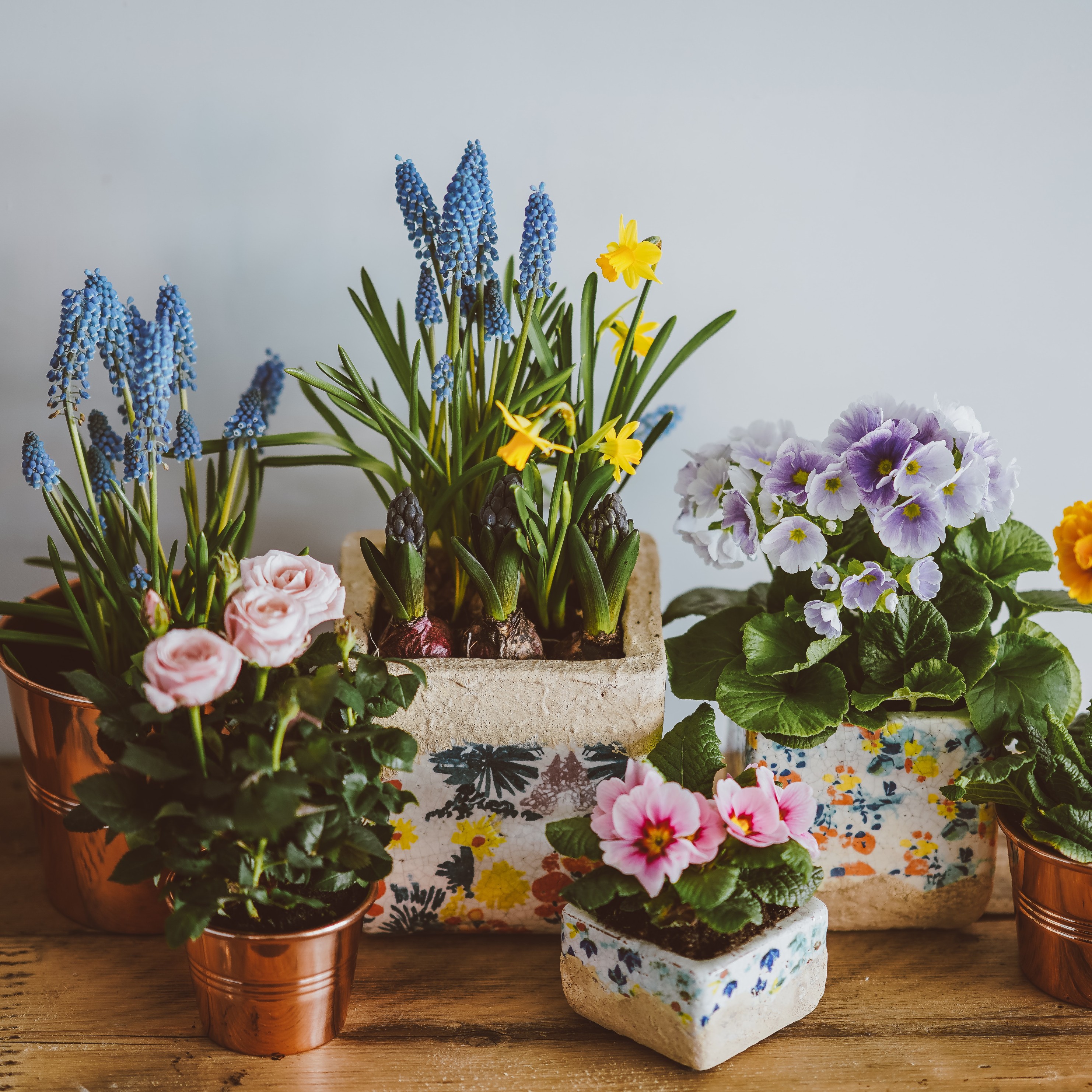 Potted Flowers.